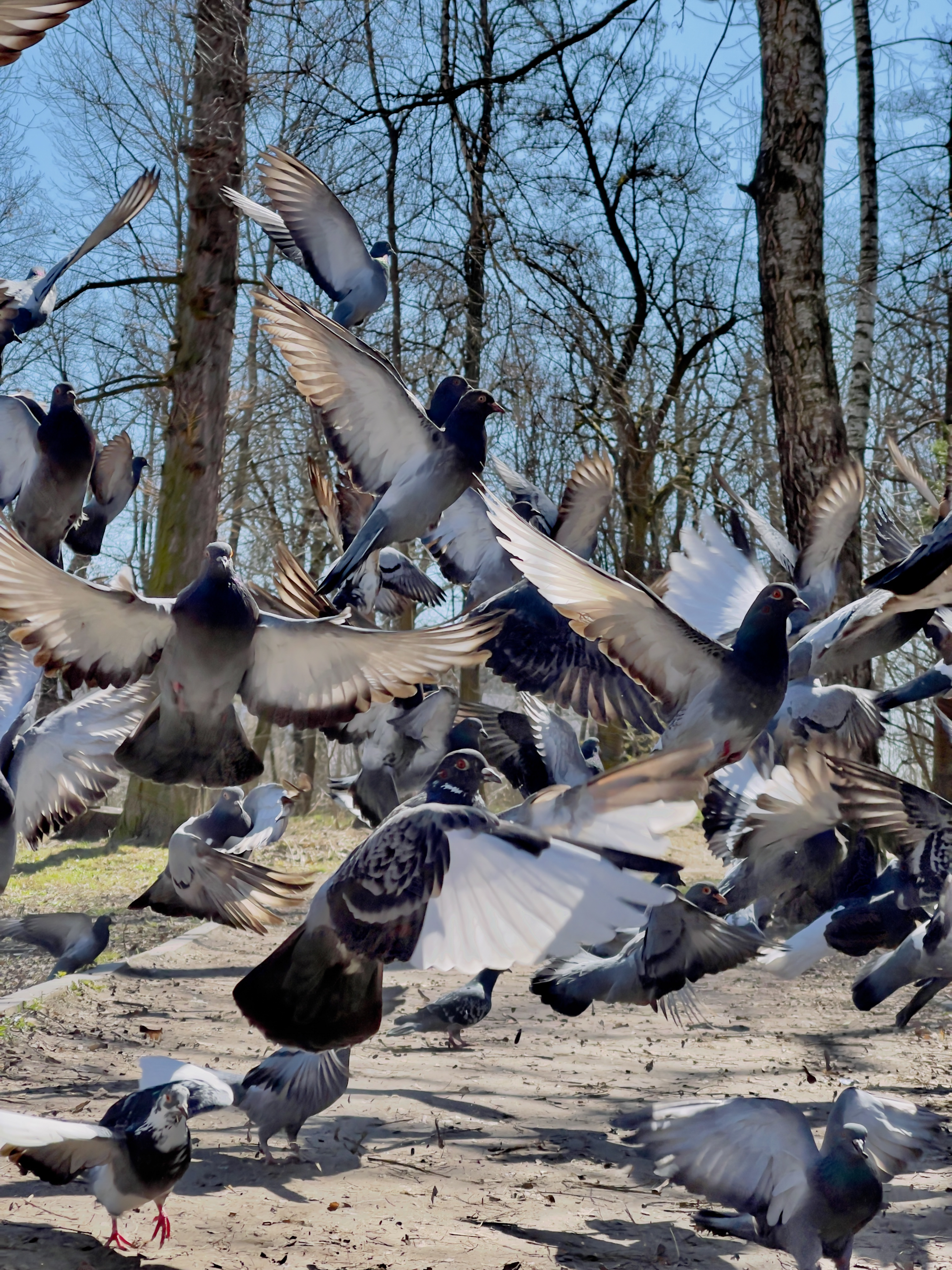 Ahuyentar Aves